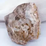 Tamburlu Taşlaşmış Ağaç